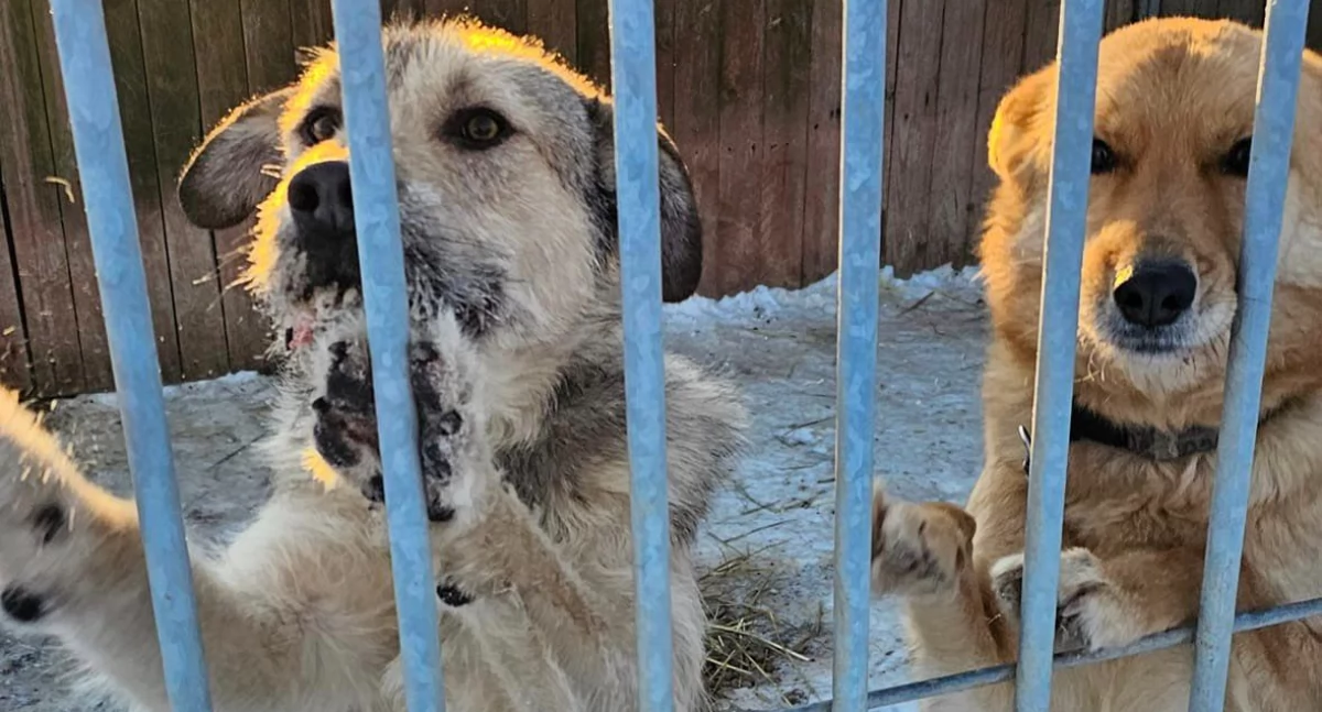 Pomóżmy psom w schroniskach