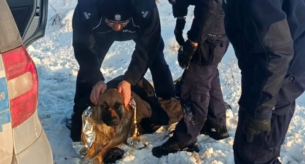 Pies przymarzł do pobocza!