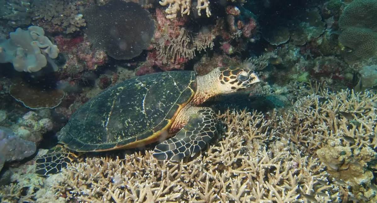 Krok naprzód w trosce o oceany