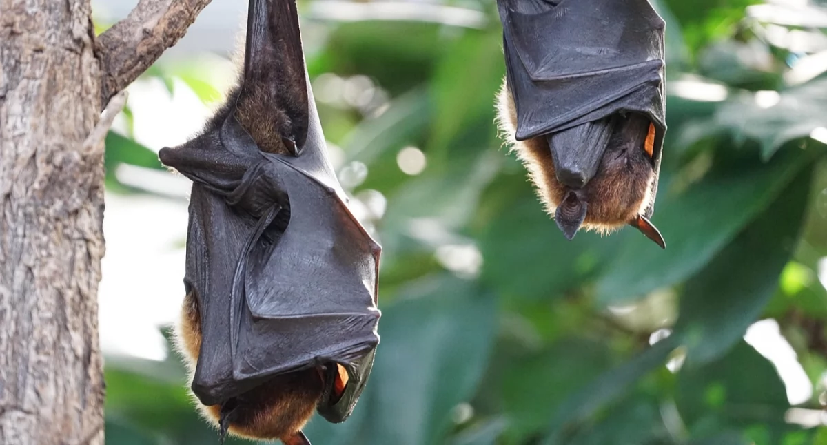 Nipah - kolejny wirus nietoperzy