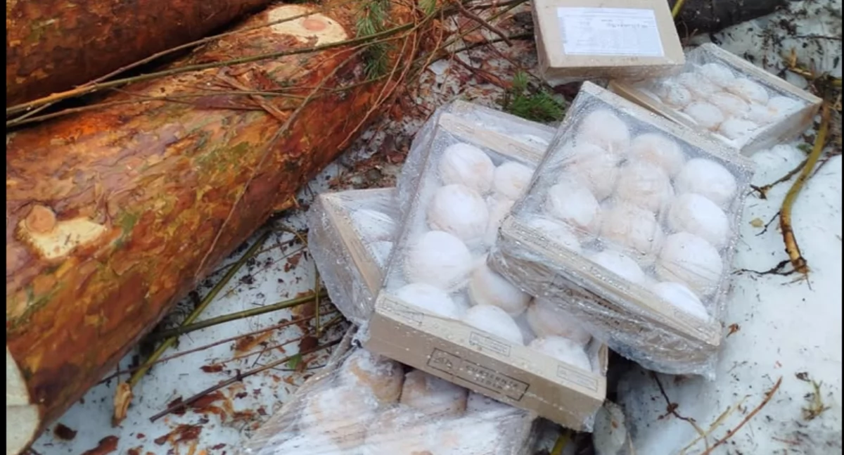 Pączki w lesie po Tłustym Czwartku