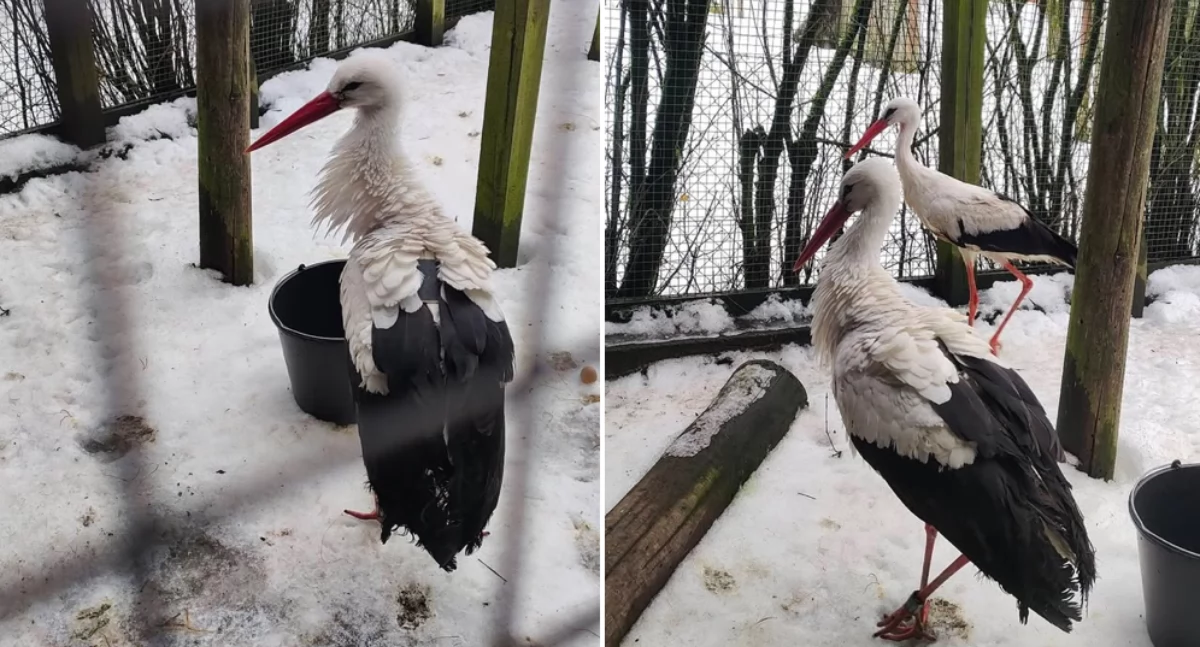 Bocian Krutek wrócił na Mazury. Ostatni etap był nietypowy