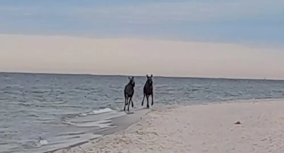 [WIDEO] Niezwykły poranek na Helu!