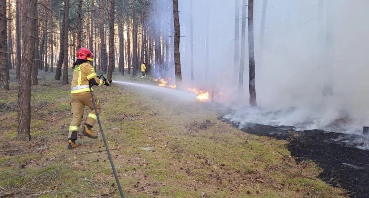 Pożar lasu na Półwyspie Helskim!