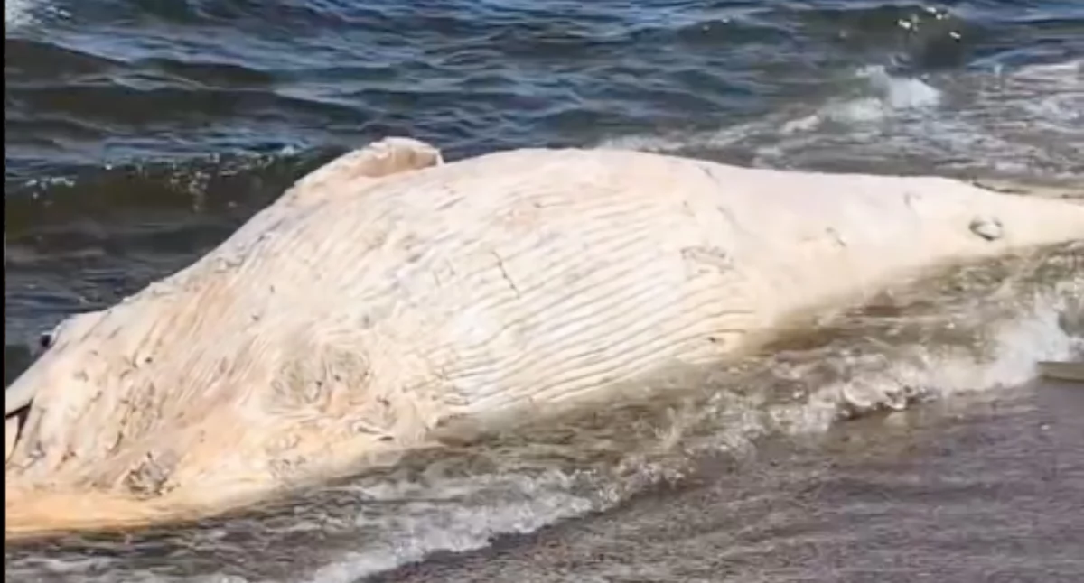 Martwy wieloryb na plaży. Służby podjęły decyzję