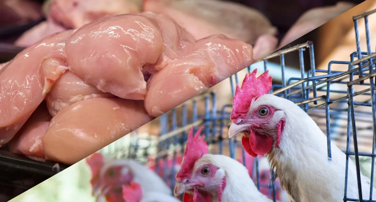 Tanie chińskie mięso podbije Europę? Polscy producenci ostrzegają