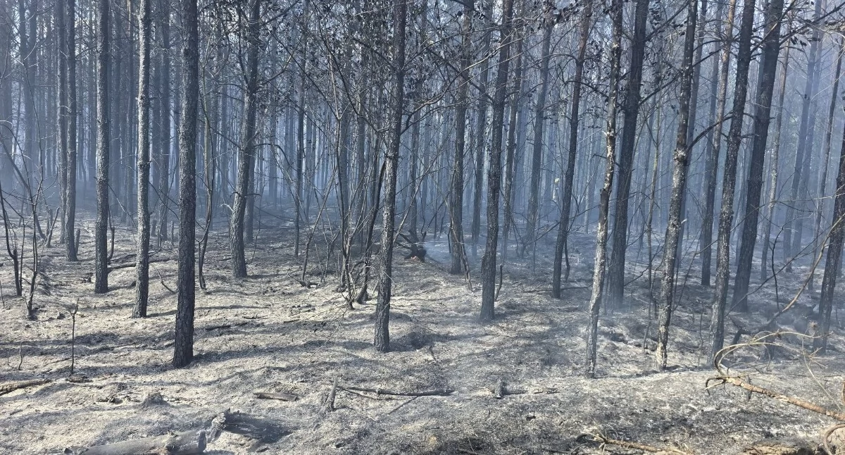 Pożar lasu w powiecie chojnickim. W akcji 33 zastępy straży