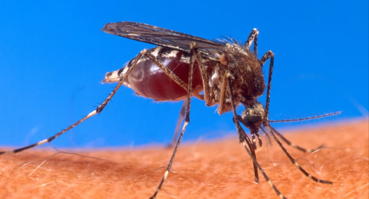 Chikungunya coraz bliżej Europy. Czy Polacy mają się czego bać?