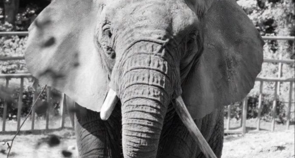 Katka nie żyje. Gdańskie zoo żegna swoją słonicę