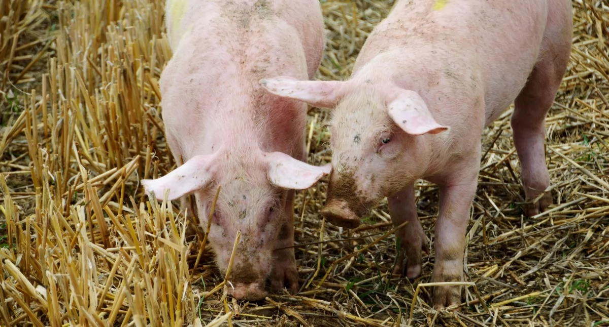 Przełom w leczeniu choroby wieńcowej u człowieka. Opracowano plastry, które wspomogły serca świń