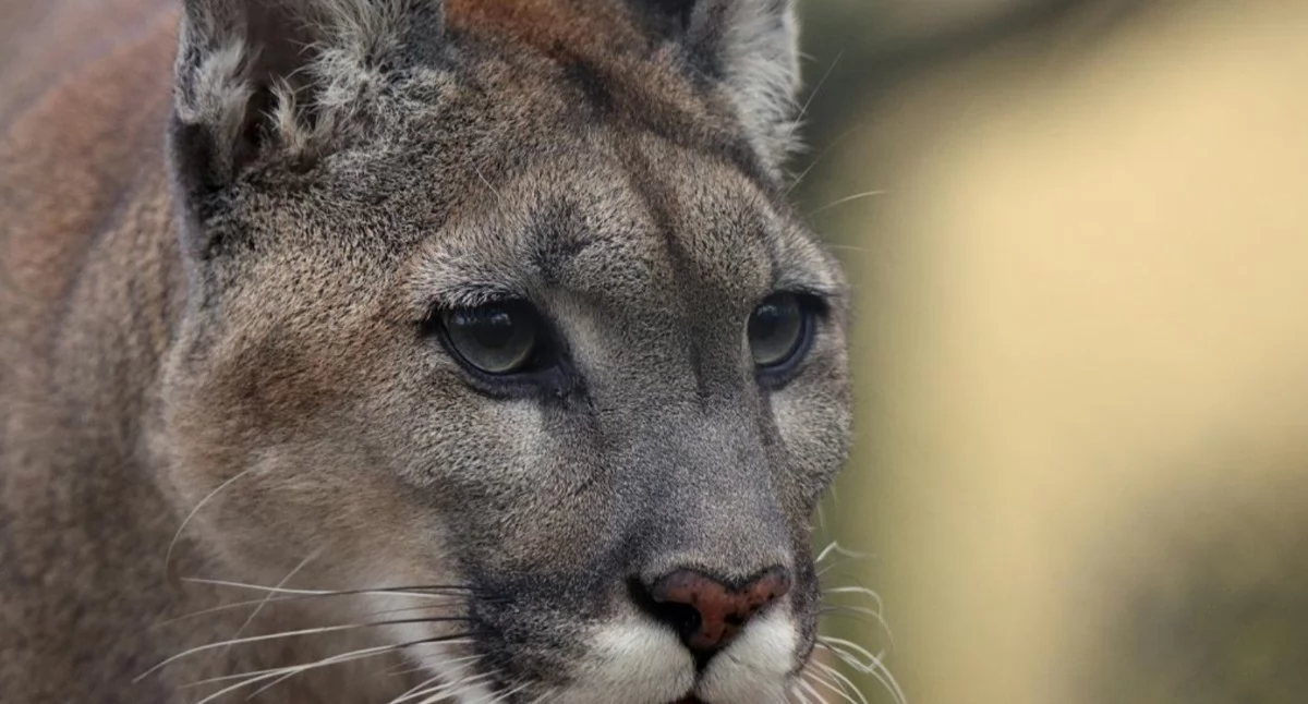 Alarm w zachodniopomorskiej gminie. W lasach pojawiła się puma