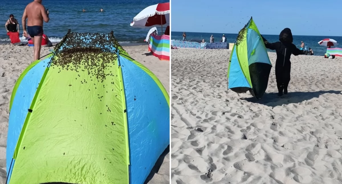 Rój pszczół na plaży w Jastarni