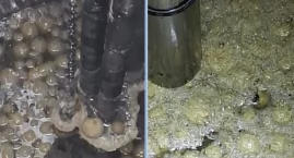 Pączki w rurach. Zaskakujący finał tłustego czwartku