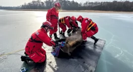 Żubrzyca unieruchomiona na lodzie jeziora - dramatyczna akcja ratunkowa