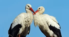 Dlaczego powrót bociana do gniazda budzi tak wielkie emocje?