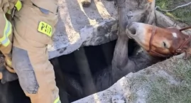 Koń wpadł do szamba. Nietypowa akcja strażaków