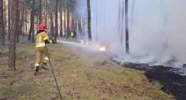 Pożar lasu na Półwyspie Helskim!