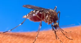Chikungunya coraz bliżej Europy. Czy Polacy mają się&hellip;