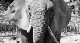Katka nie żyje. Gdańskie zoo żegna swoją słonicę
