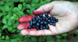 Słodki smak lata może mieć gorzkie konsekwencje. Ten&hellip;