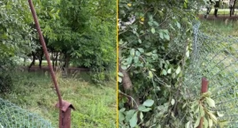 Wypadek podczas zbioru wiśni. Upadła z drabiny na me&hellip;