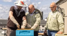 Miodobranie na dachu Urzędu Marszałkowskiego w Toruniu