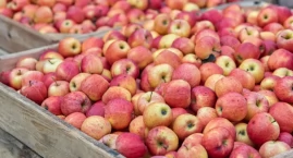Ten kraj planuje wstrzymać import polskich jabłek