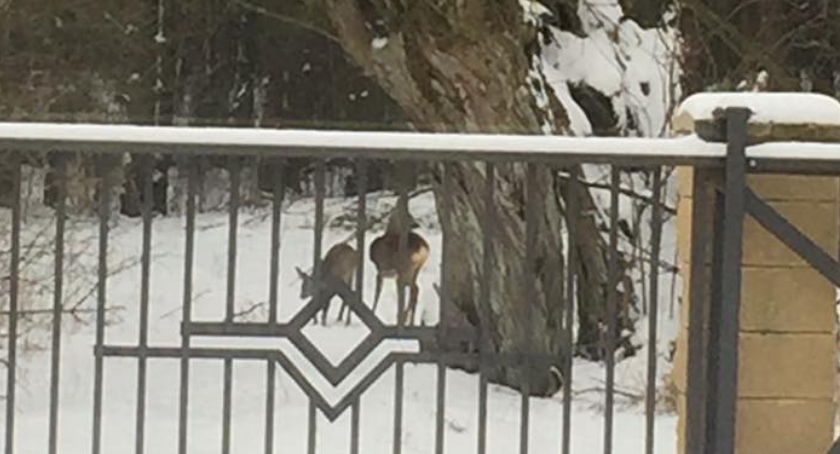 Kampinoski Park Narodowy zwierzęta: taki widok z okna w Józefowie