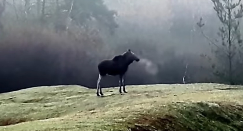 Dziwne zachowanie łosia w Kampinoskim Parku Narodowym video