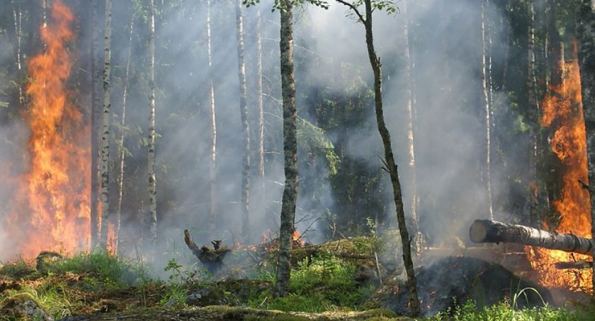 Rozległy pożar w Kampinoskim Parku Narodowym