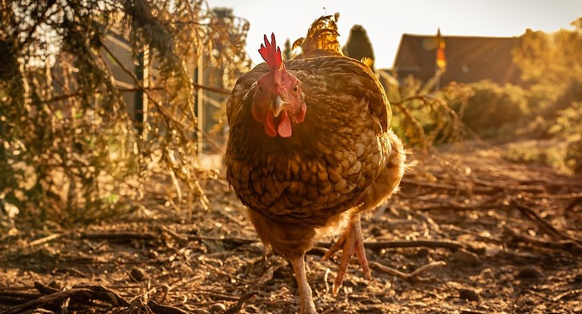 Powiatowy Lekarz Weterynarii zaprasza na szkolenie