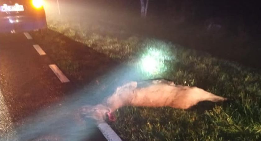Kolizja z udziałem dwóch samochodów i sarny w Woli Pasikońskiej 