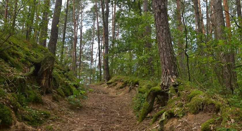 Kampinoski Park Narodowy ze szlaku ścieżki Wokół Bieli