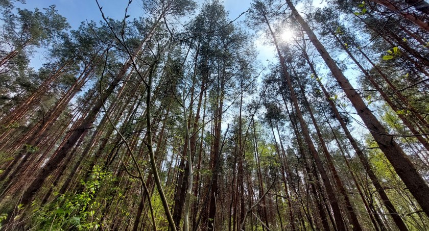 Kampinoski Park Narodowy - czy można spacerować tam z psem?