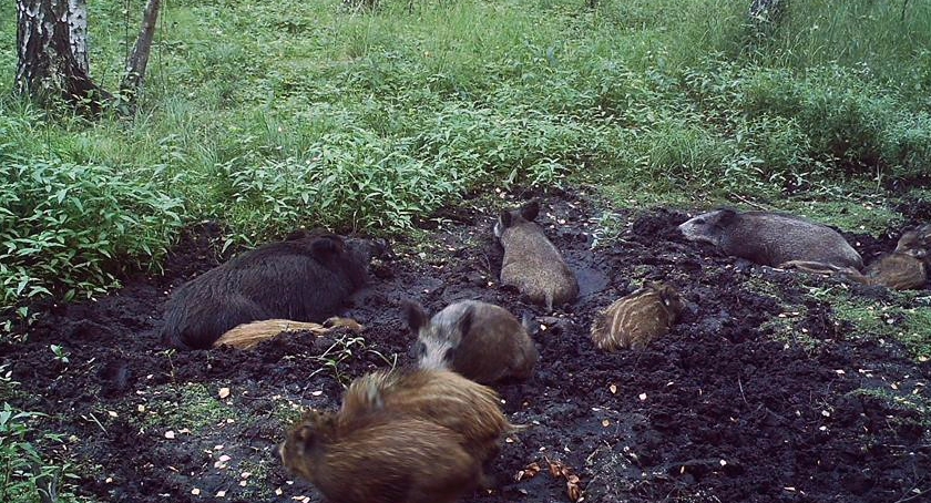 Kampinoskie dziki: kto je kocha, a kto mniej