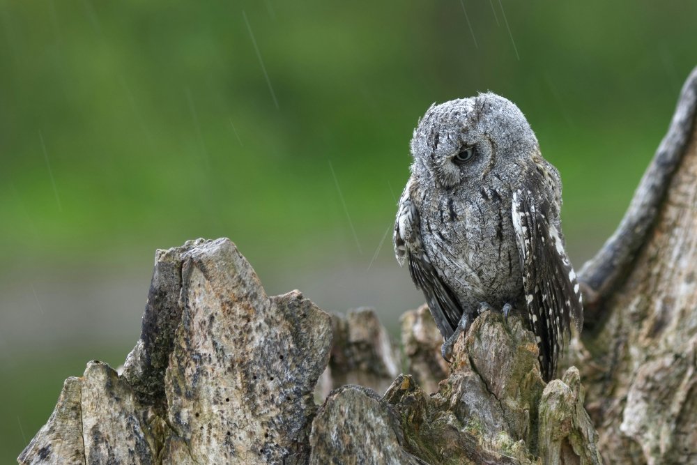 W płockim zoo do samiczki syczka zwyczajnego dołączył samczyk z Czech