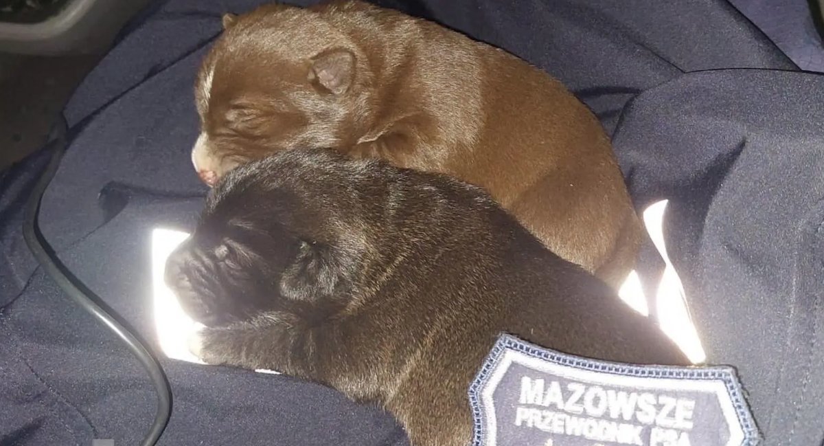 Porzucone szczeniaki uratowane przez policjantów