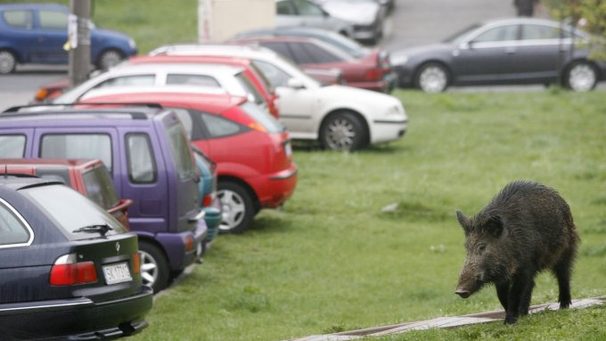 Coraz więcej dzików w miastach – prawo nie nadąża za skalą problemu