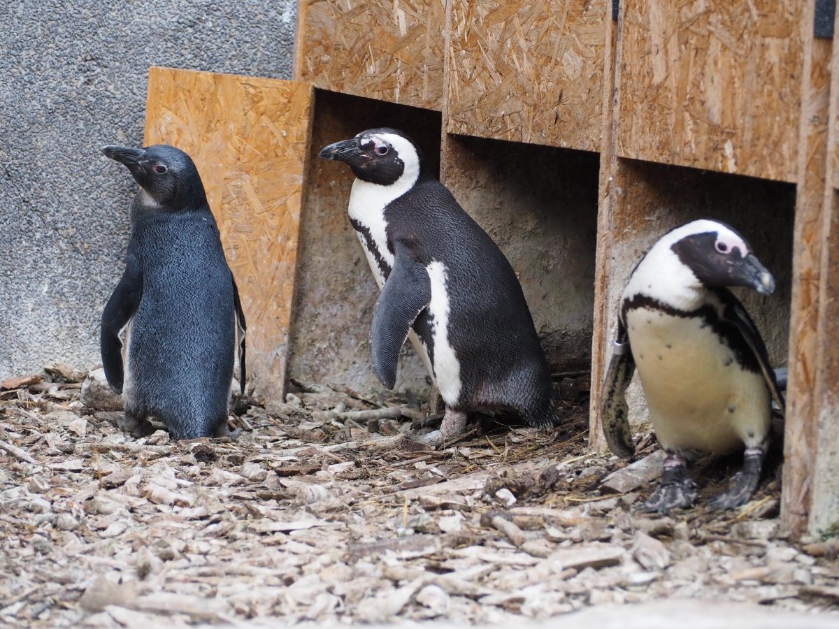 Niespodzianka w zoo, chłopiec pingwin okazał się dziewczynką