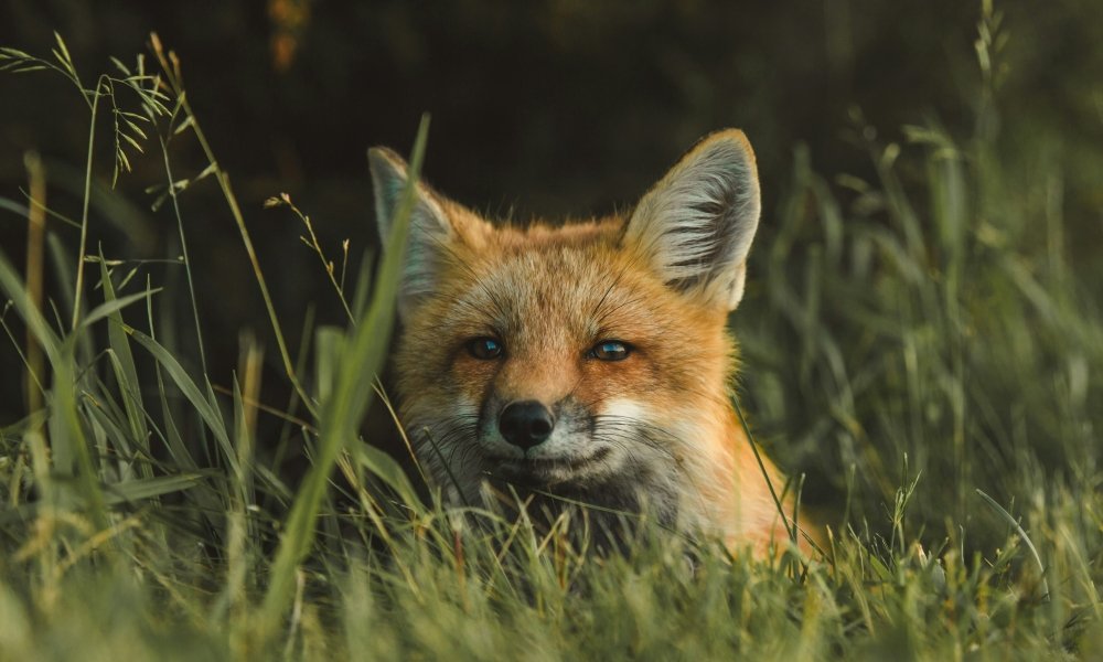 W czwartek rozpoczyna się wiosenna akcja szczepienia lisów na Mazowszu