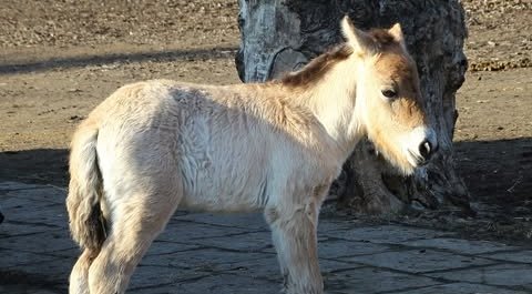 Nowy mieszkaniec warszawskiego zoo szuka imienia! Zaczyna się na „R” – pomóż wybrać!