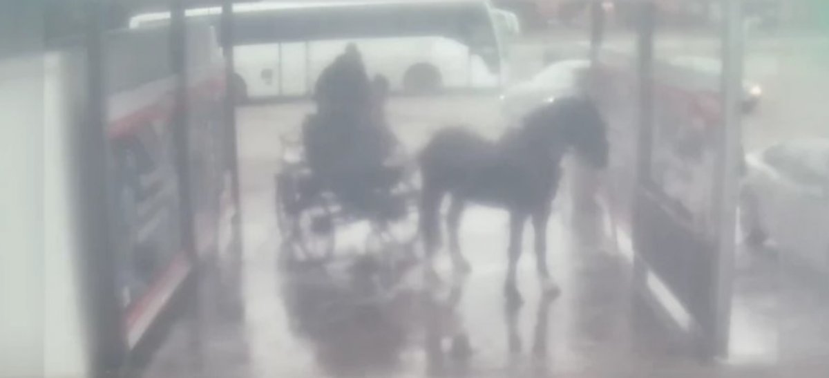 Myli konia w myjni samochodowej; prokuratura umorzyła dochodzenie