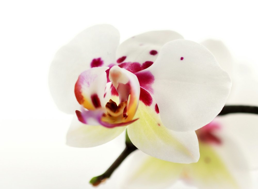 Światowa Wystawa Orchidei, Bonsai i Sukulentów – odkryj magię natury w sercu miasta