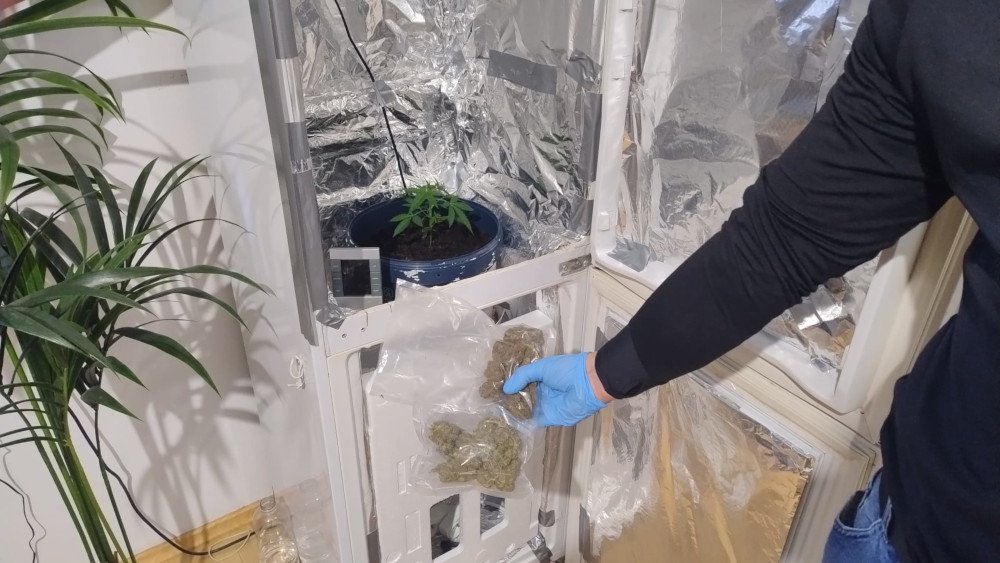 Domowa plantacja marihuany na Mokotowie zdemaskowana!