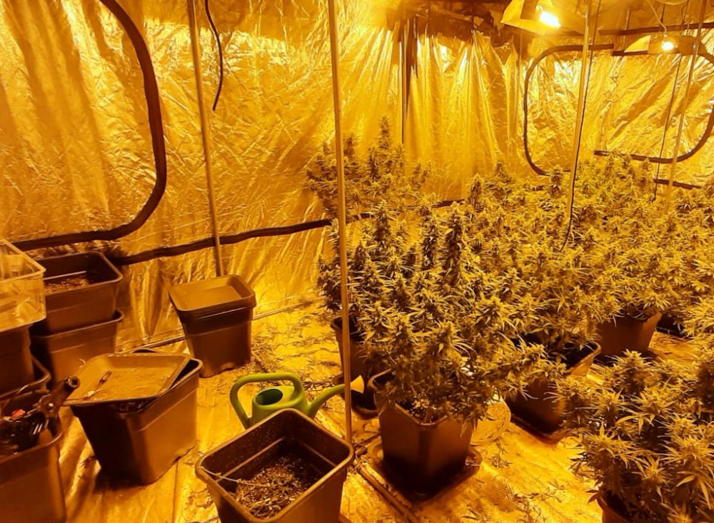 Nie tylko kradzież sklepowa – w domu podejrzanego odkryto plantację konopi
