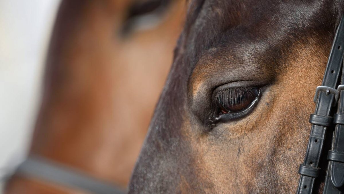 Czy właściciel konia dopuścił się znęcania? Trwa dochodzenie