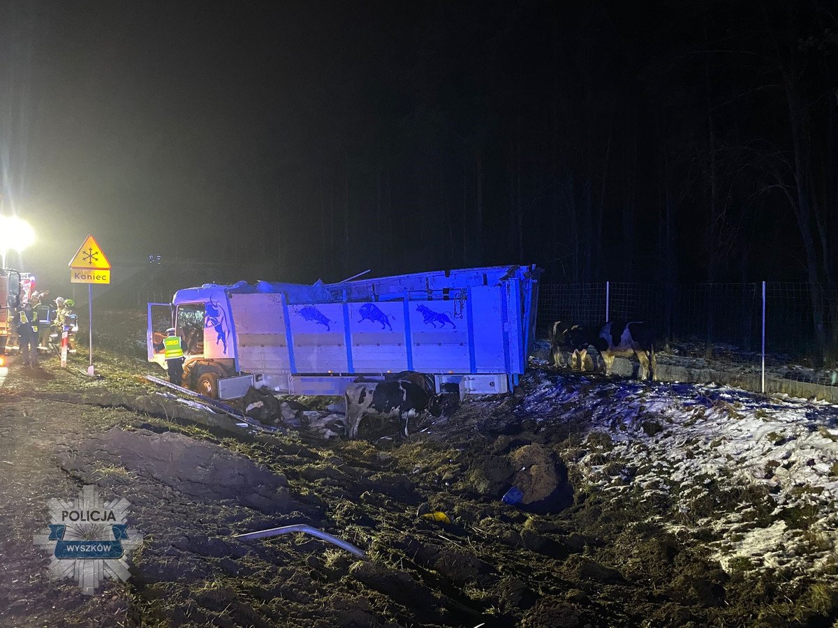 Ciężarówka z bydłem wywróciła się na S-8