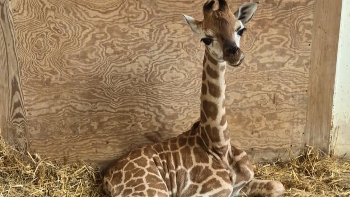 W 2024 roku w stołecznym zoo urodziło się ponad tysiąc zwierząt
