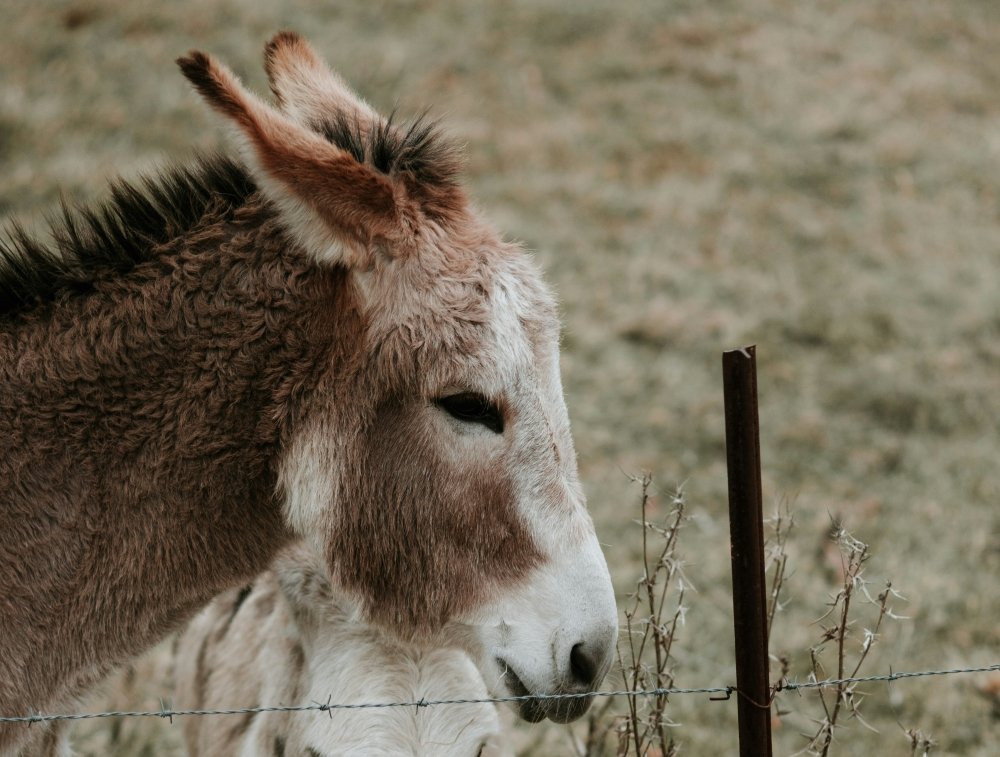 Zoo w Płocku żegna się z Nabilą