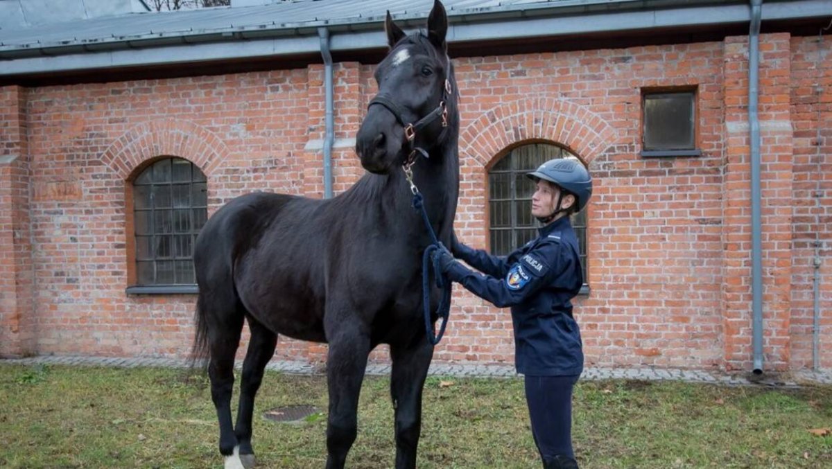 Dwa wyjątkowe rumaki w stołecznej policji